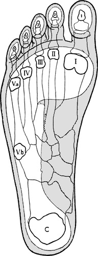 Стопа — дистальный (дальний) отдел конечности стопоходящих четвероногих